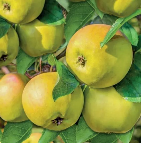 Wonder Tree Glory of Kapelle