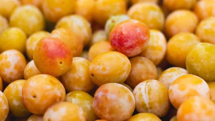 Wonder Tree R-Cl. d'Oullins