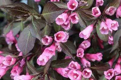 Weigela florida 'Victoria'