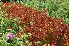 Weigela florida 'Wings Of Fire'
