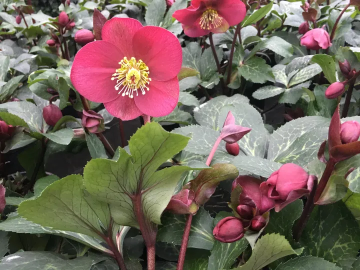 Helleborus 'Winter Angel'