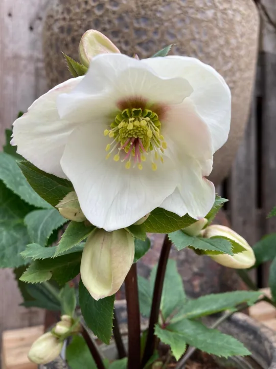 Helleborus 'Bianca' 