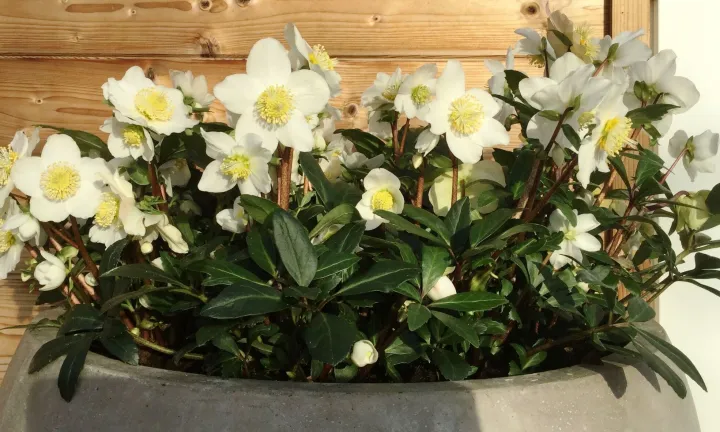 Helleborus niger 'Winterfall'