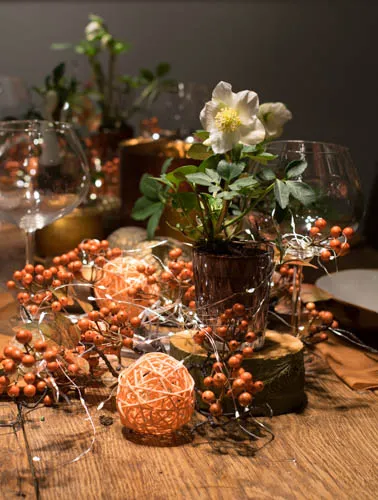 Helleborus niger 'Winterfall'