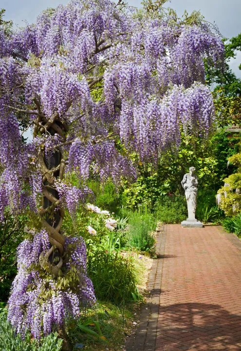 Wisteria sinensis 'Prolific'