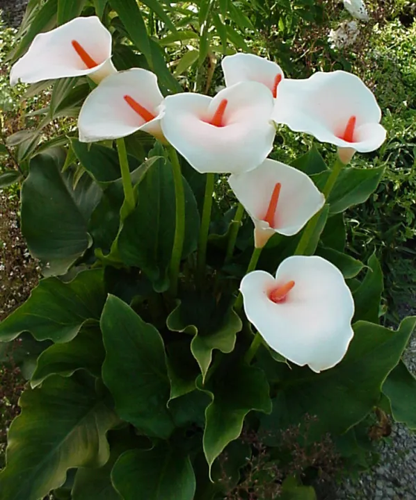 Zantedeschia aethiopica