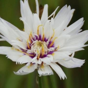 Catananche caerulea 'Alba'