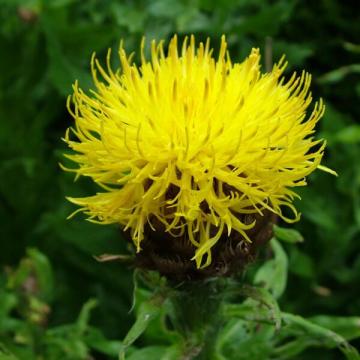 Centaurea macrocephala