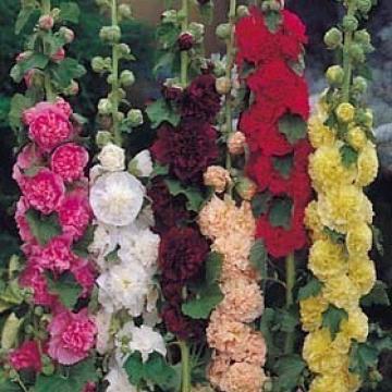 Alcea rosea 'Chater's double mix'