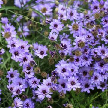 Catananche caerulea