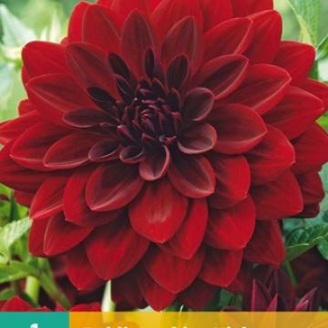 Dahlia 'Arabian Night'