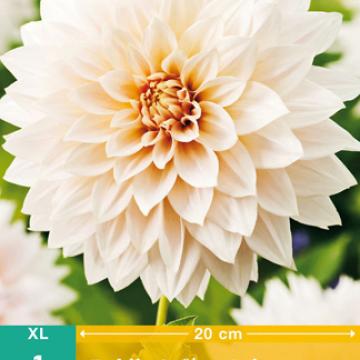 Dahlia 'Café au Lait'