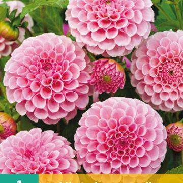 Dahlia 'Stolze von Berlin'