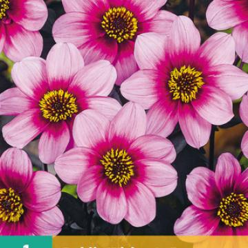 Dahlia 'Wishes'n Dreams'