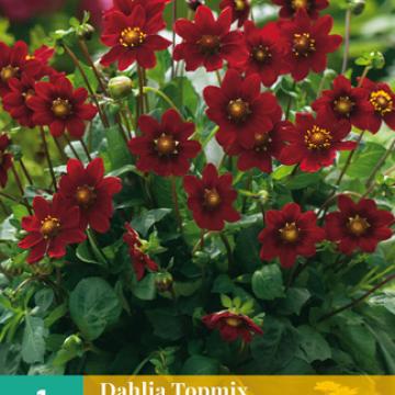 Dahlia Topmix Paars