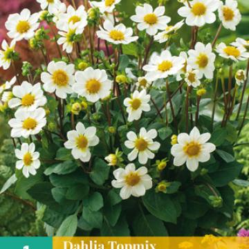 Dahlia Topmix Wit