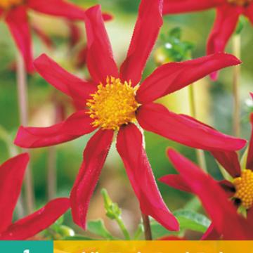 Dahlia Honka Rood