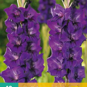 Gladiolus 'Purple Flora'