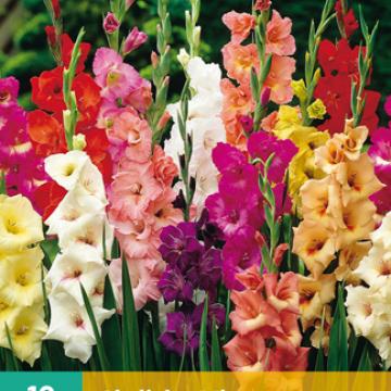 Gladiolus Mix 
