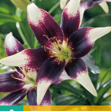 Lilium 'Netty's Pride'