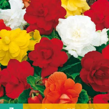 Begonia Grandiflora Mix