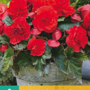 Begonia cascade 'ODOROSA RED SUNSET'