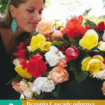 Begonia 'Cascade Odorosa' Fragrant Mix