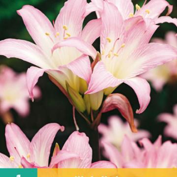 Amaryllis belladonna