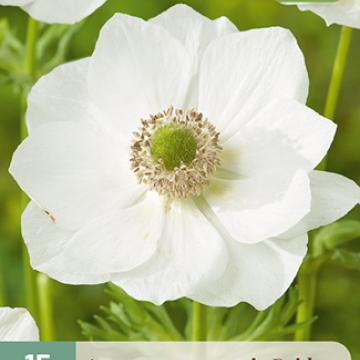 Anemone coronaria 'Bride' 