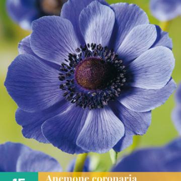 Anemone coronaria 'Mr. Fokker' 