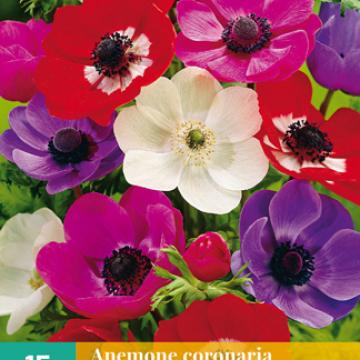 Anemone 'De Caen' Mix