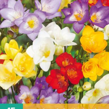 Freesia Enkel Mix