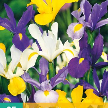 Iris Hollandica Mix