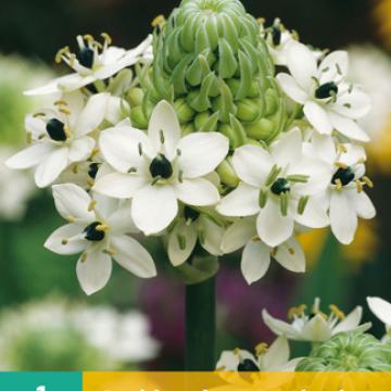 Ornithogalum saundersiae 