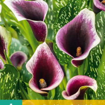 Zantedeschia 'Dubai Nights'