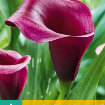 Zantedeschia 'Durban'