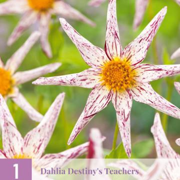 Dahlia 'Destiny's Teachers'
