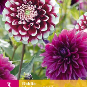 Dahlia 'Blueberry Fields'