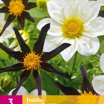 Dahlia 'Butterfly Love'