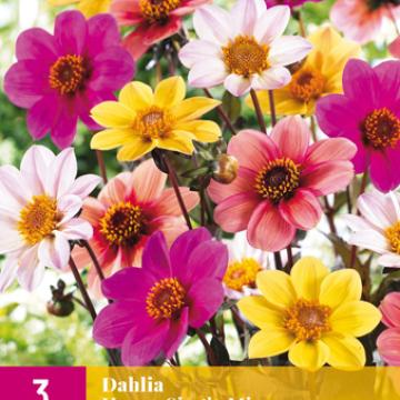 Dahlia 'Happy Single Mix'