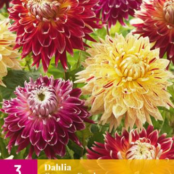 Dahlia 'Queens Garden'