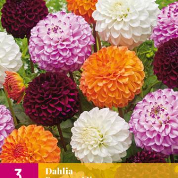 Dahlia 'Pompon Mix'
