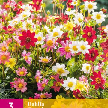 Dahlia Topmix