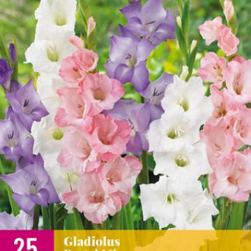 GLADIOLUS PASTEL MIX 12/14