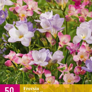 Freesia pastel mix