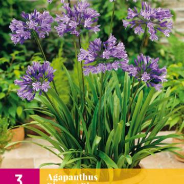 Agapanthus Blauw