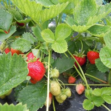Fragaria 'Elsanta'