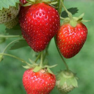 Fragaria 'Sonata'