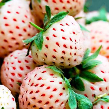 Fragaria Pineberry
