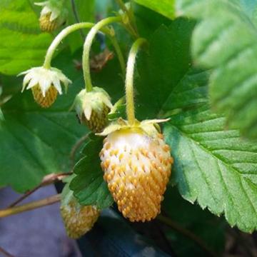 Fragaria 'Yellow Wonder'